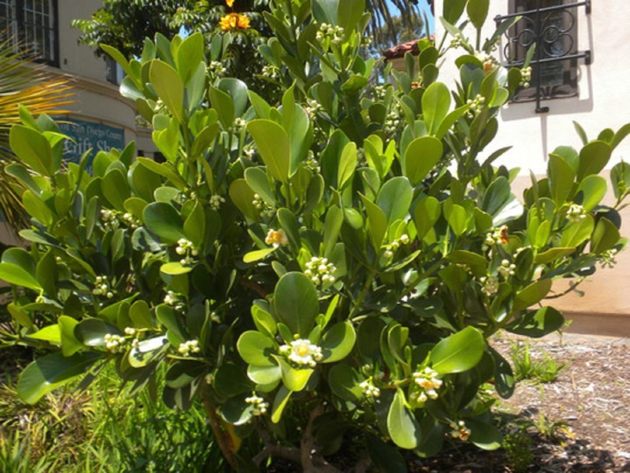 Клузия листья