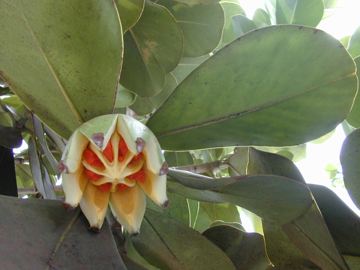 Клузия Вариегата