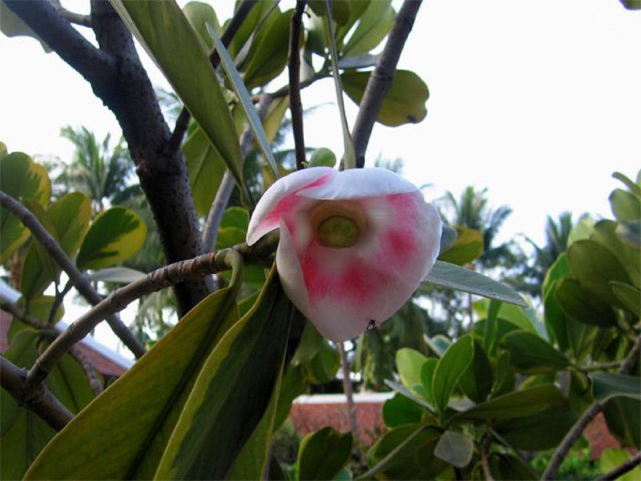 Клузия черенок