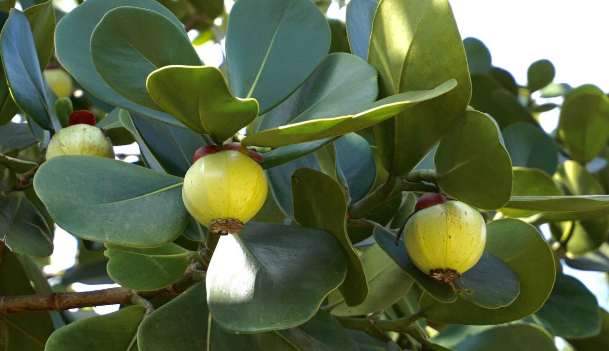 Клузия цветок