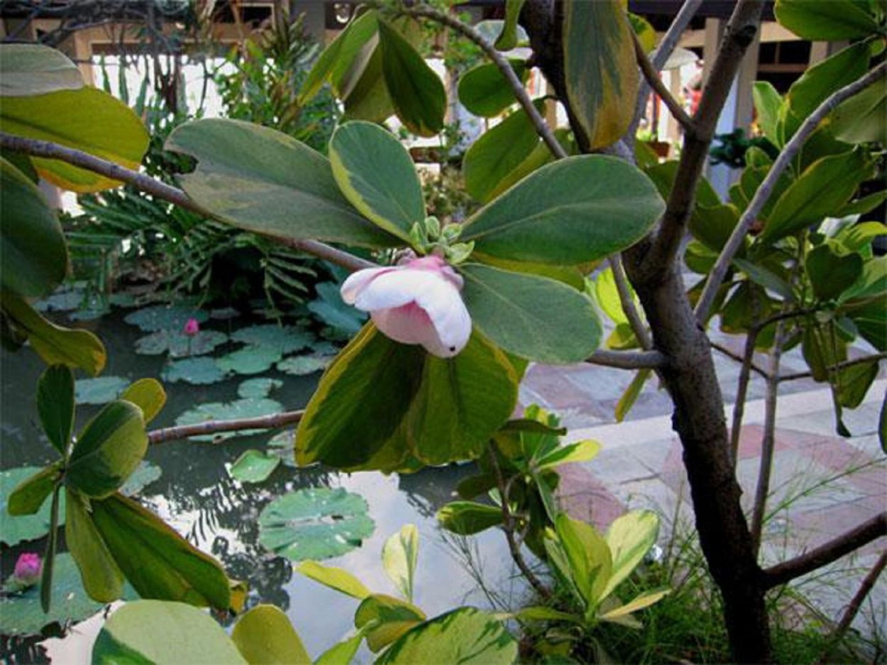 Clusia Major variegata