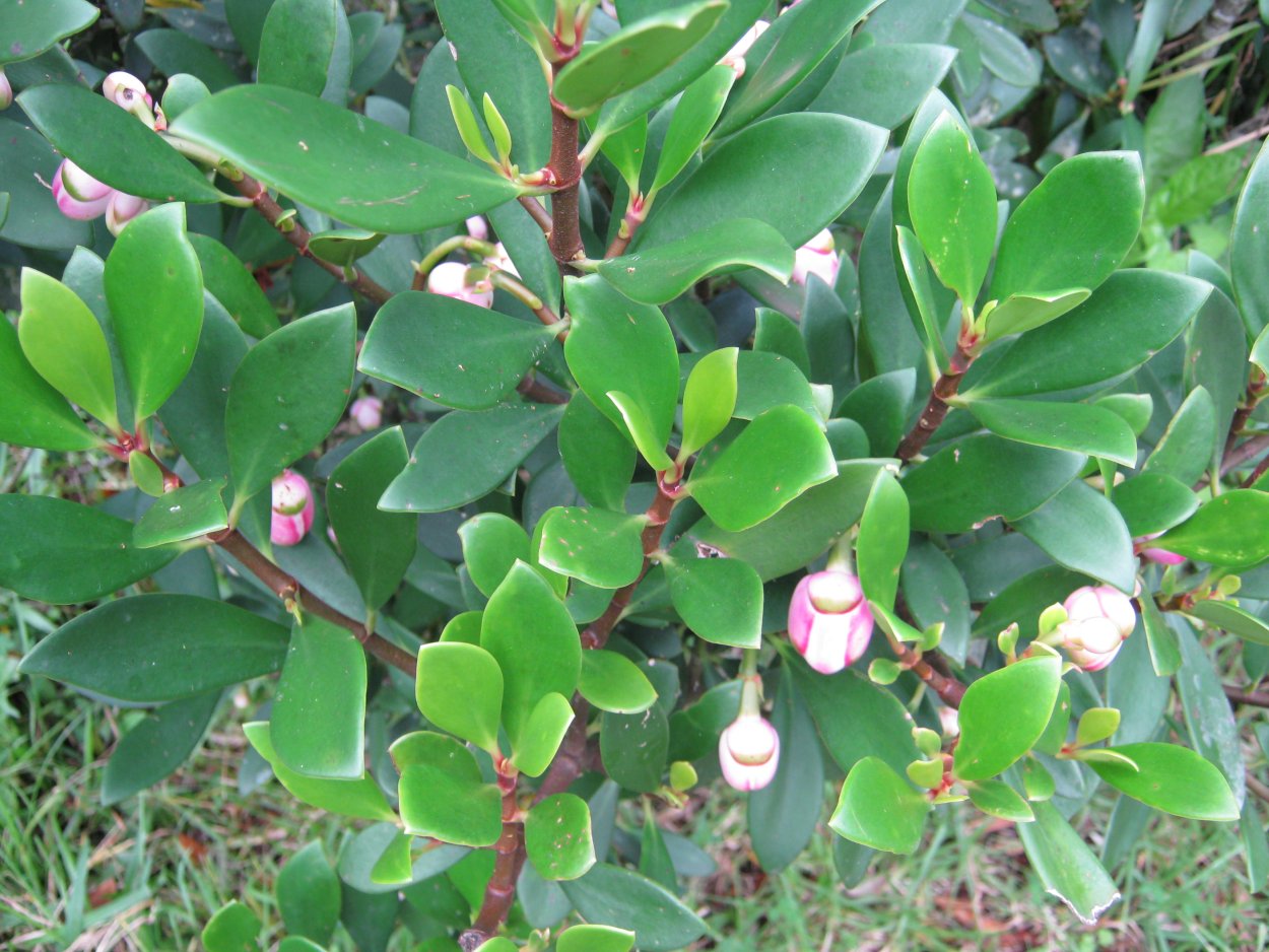 Клузия вариегатная цветение