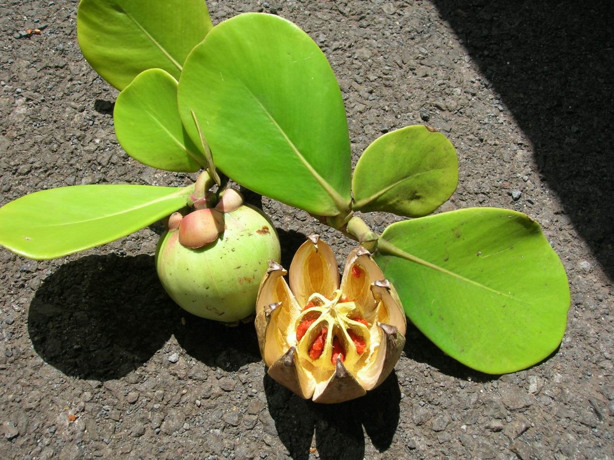 Clusia rosea растение