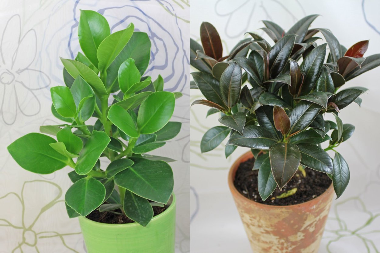 Фикус Мелани