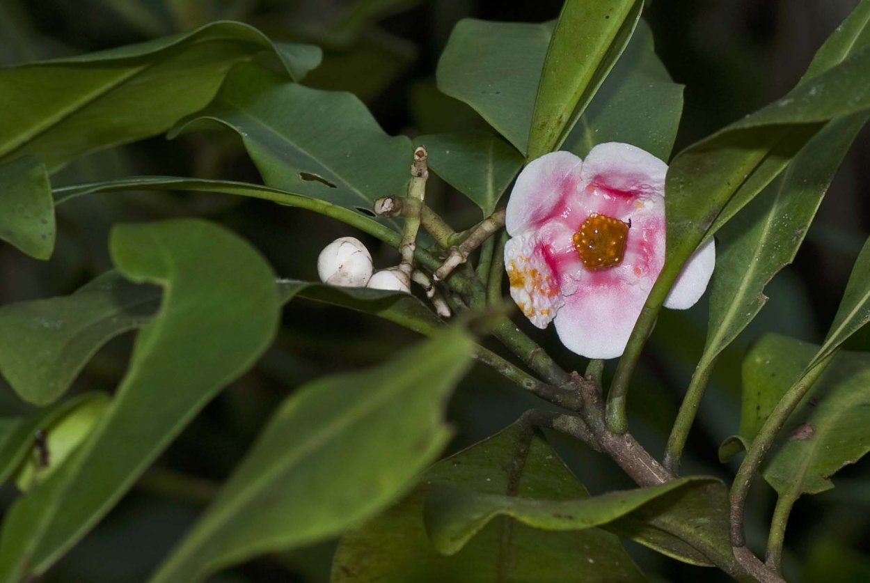 Клузия Росеа принцесс