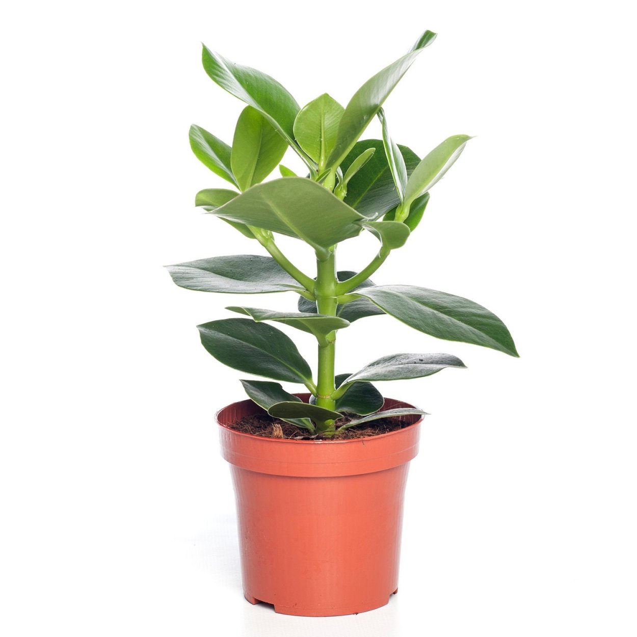 Клузия вариегатная