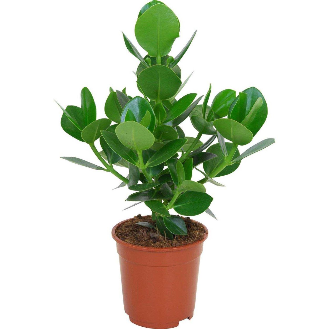 Клузия размножение