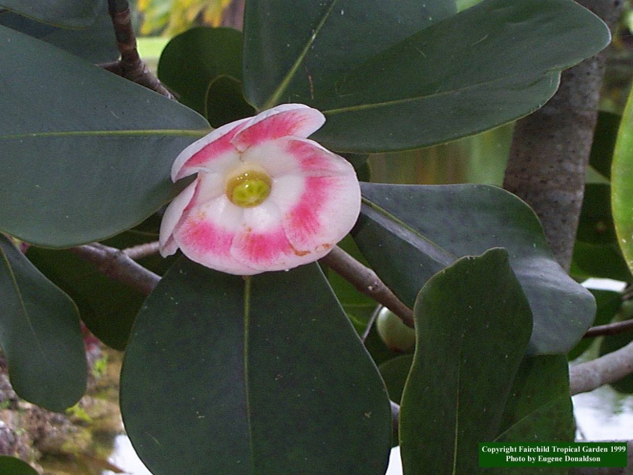 Клузия Переския