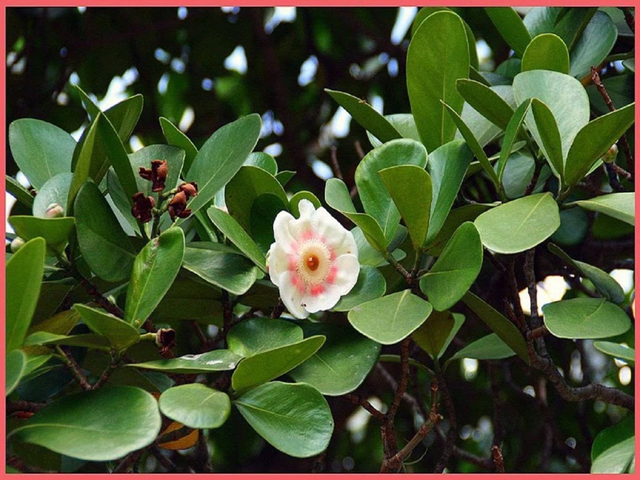 Клузия цветет