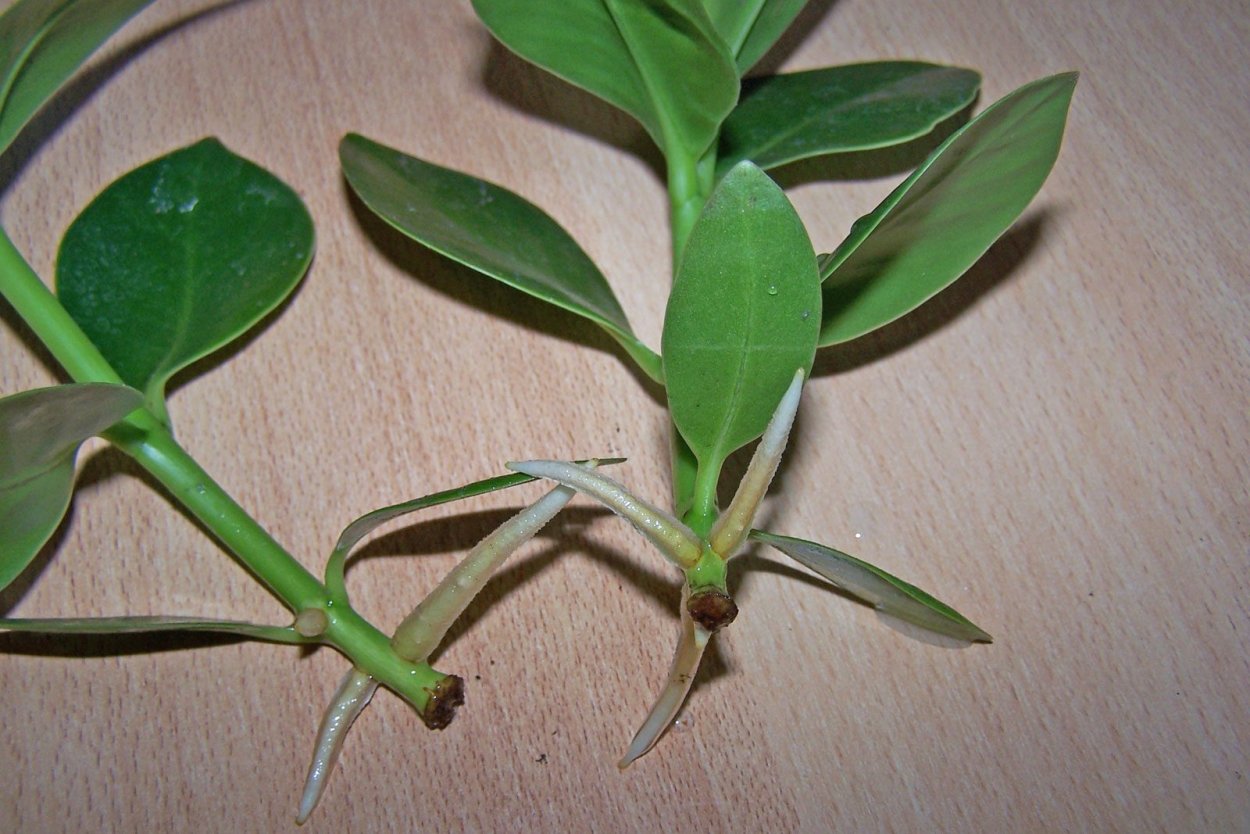 Клузия Росеа принцесс цветение