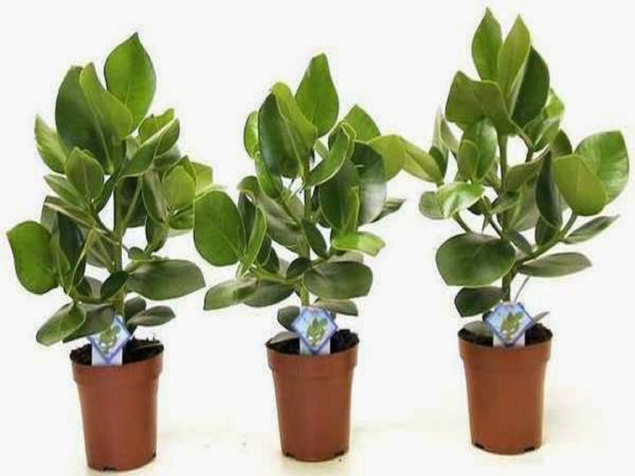 Clusia rosea Princess