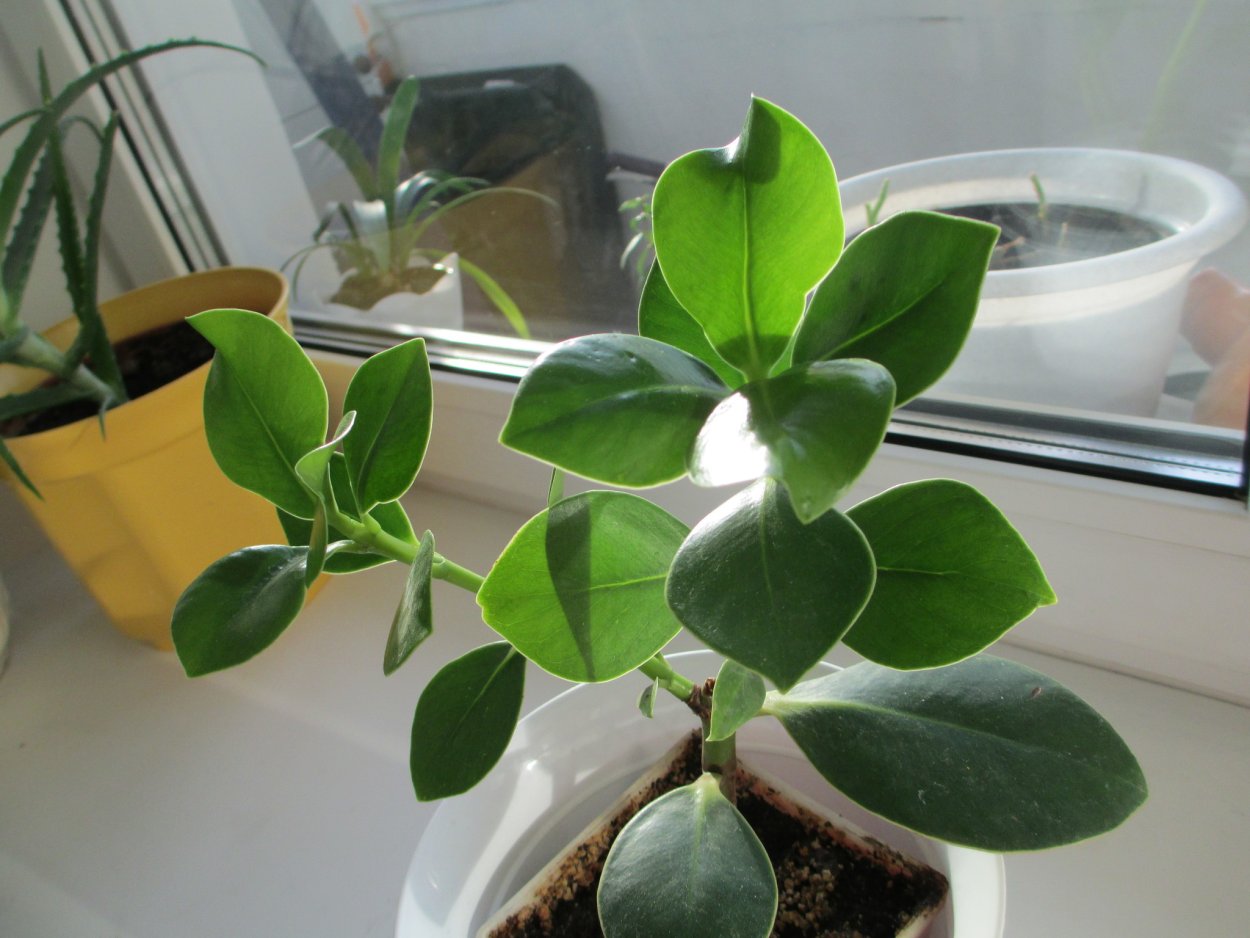 Фикус Клузия