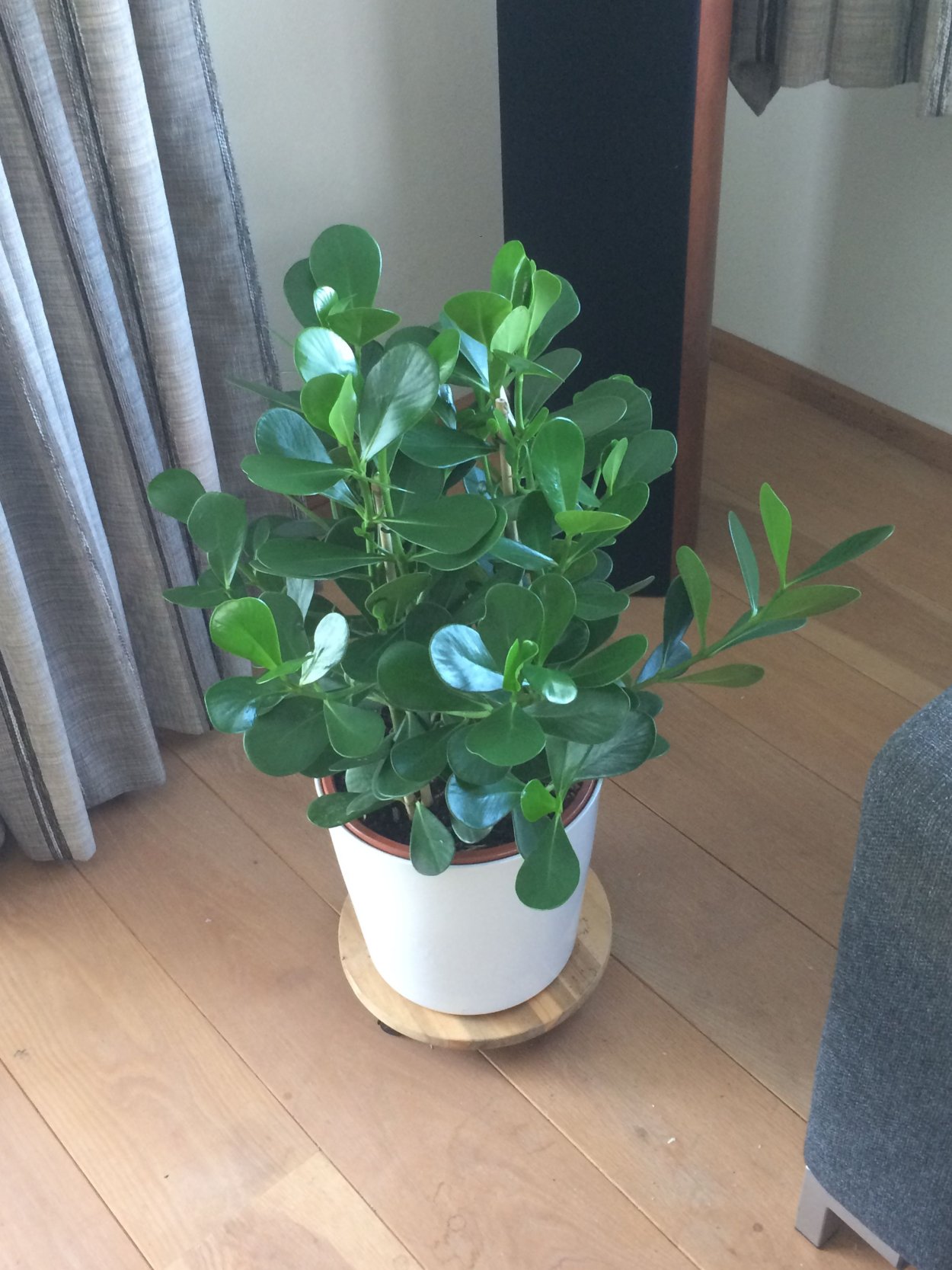 Клузия пестролистная