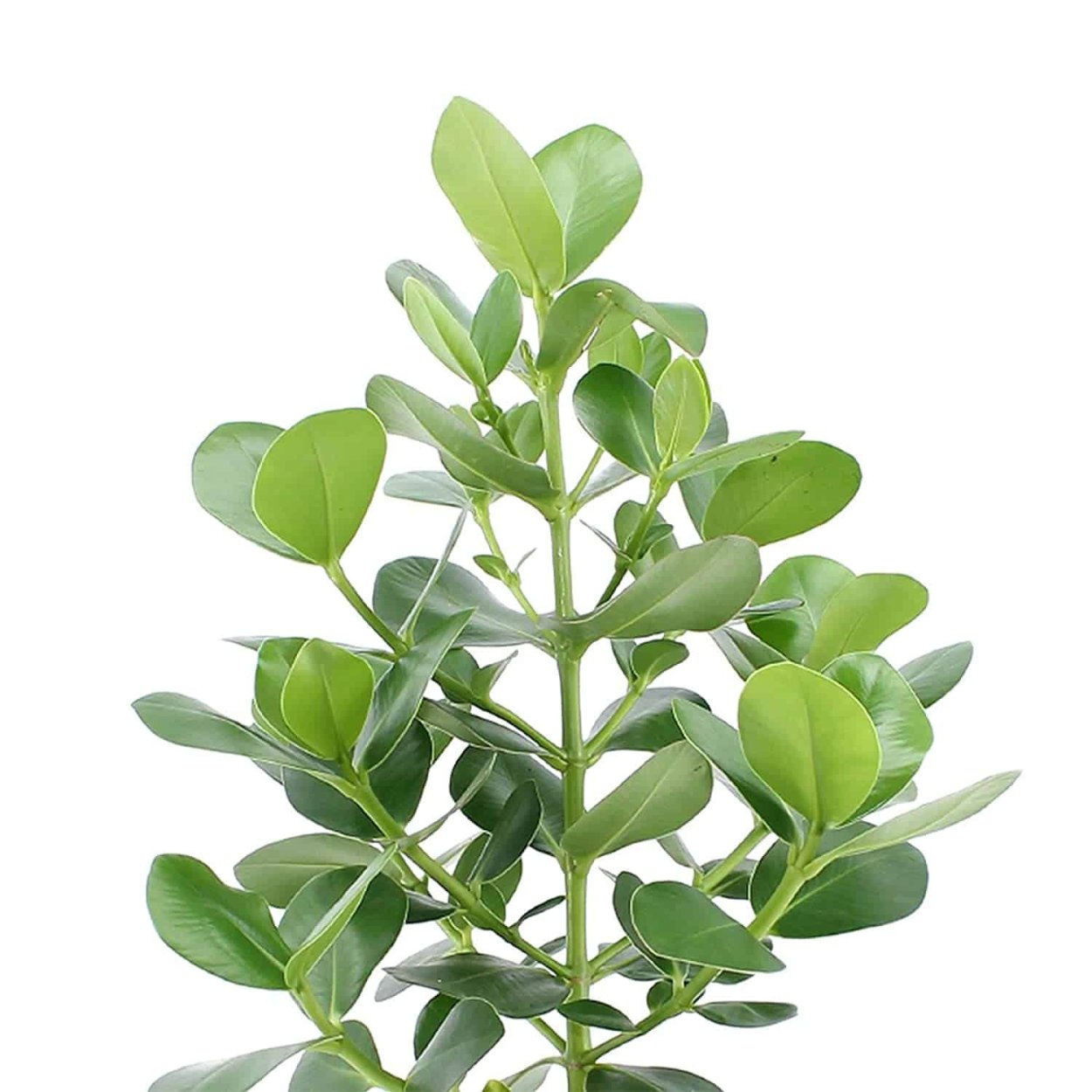 Клузия розовая d12