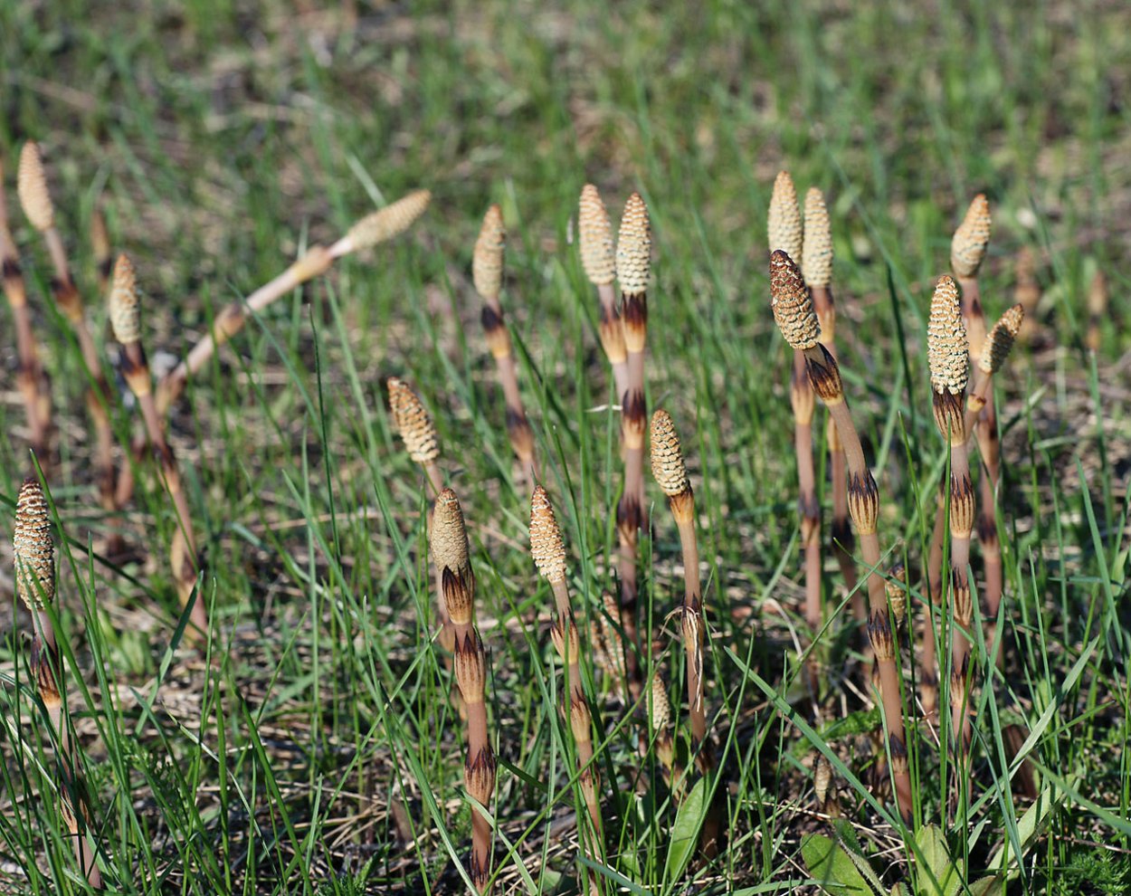 Хвощ полевой Equisetum arvense l.