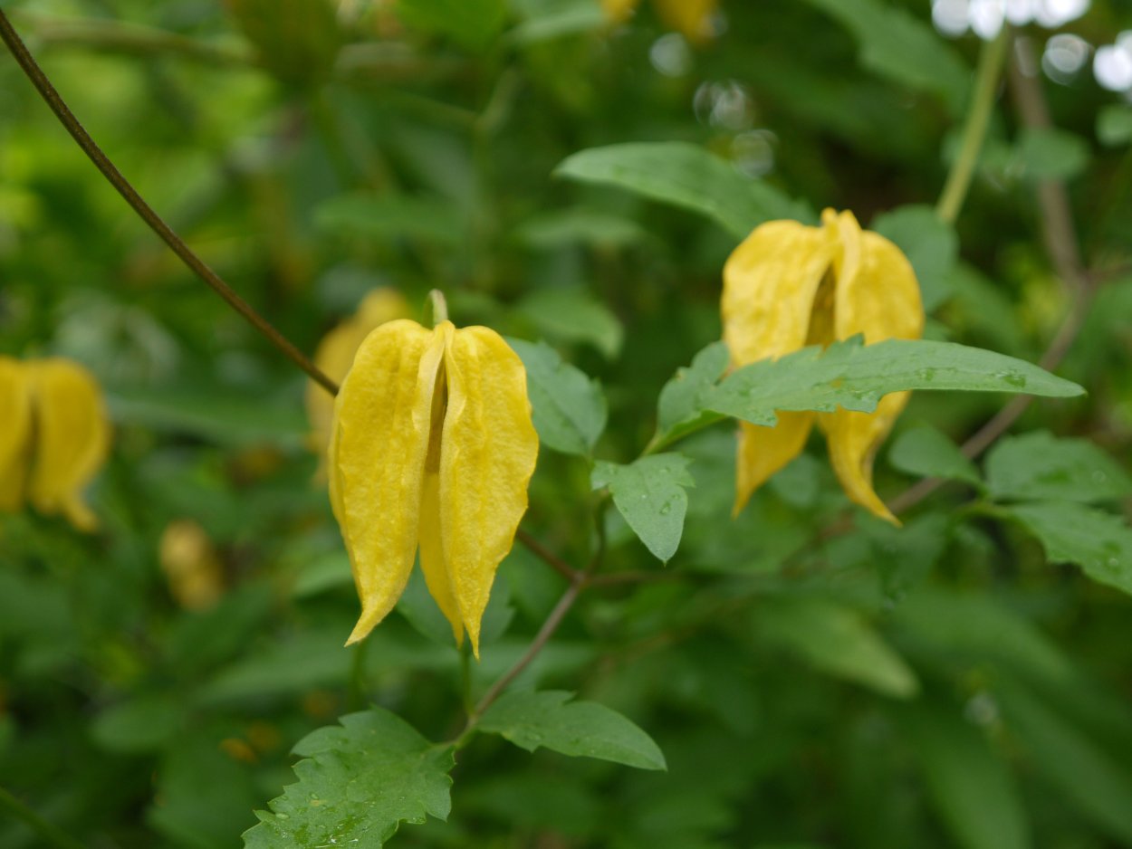 Clematis Tibet. Anita syn. Tangutica Anita