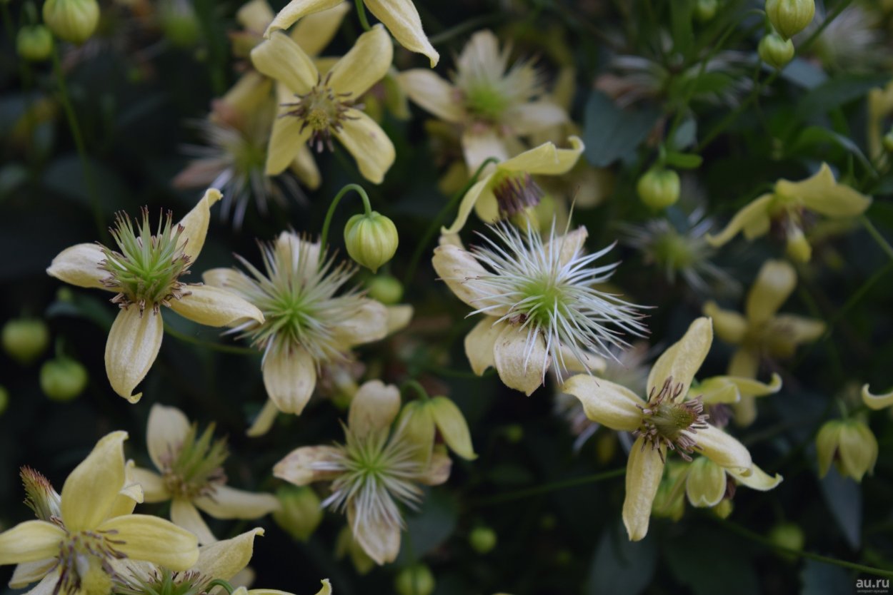 Клематис тангутский (Clematis tangutica)