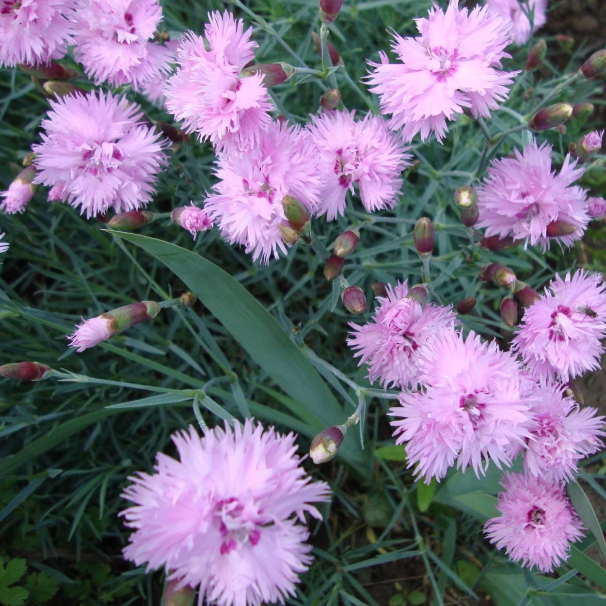 Гвоздика сизая Dianthus gratianopolitanus