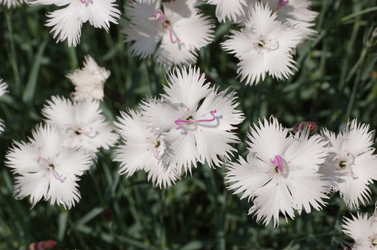 Гвоздика перистая (Dianthus plumarius &#96;Desmond&#96;)