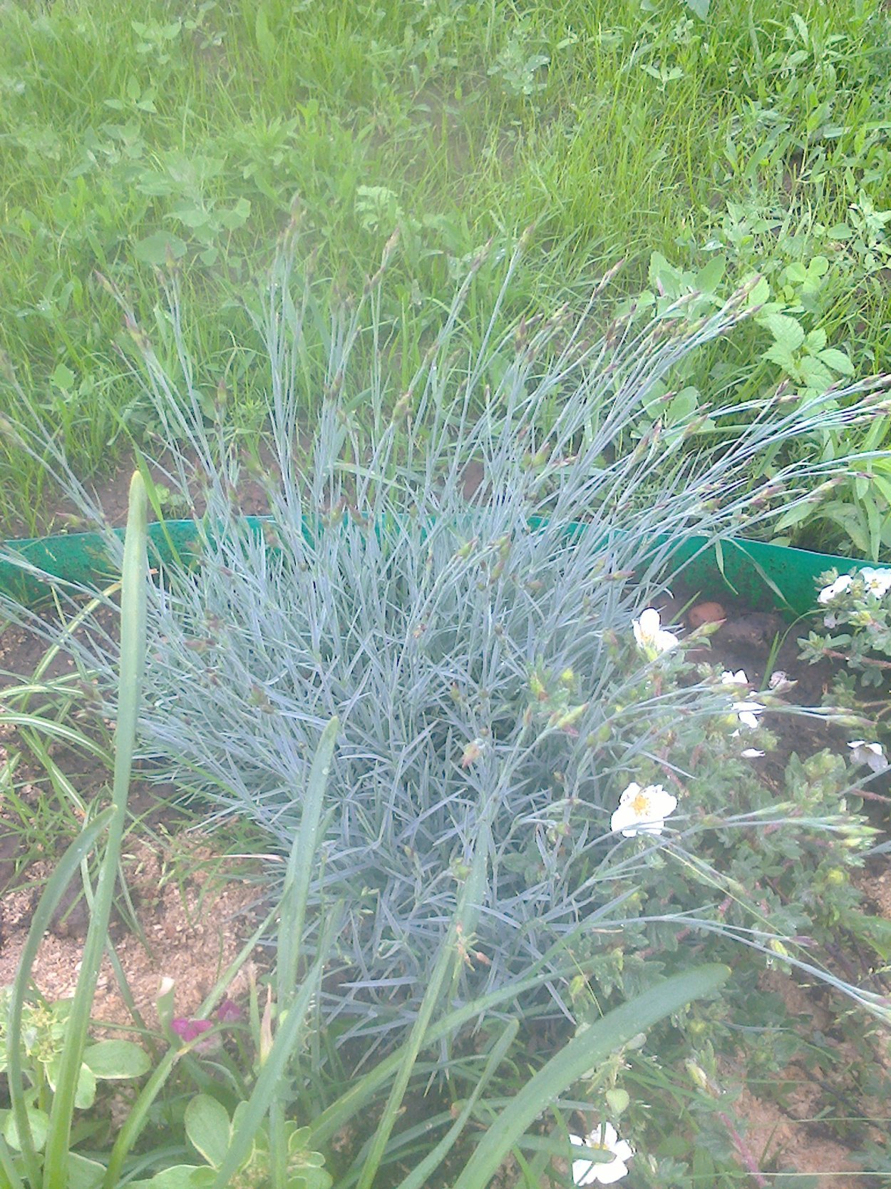 Гвоздика сизая почвопокровная