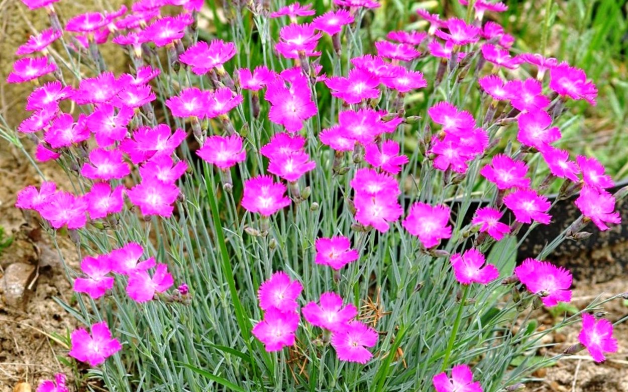 Гвоздика серовато-голубая