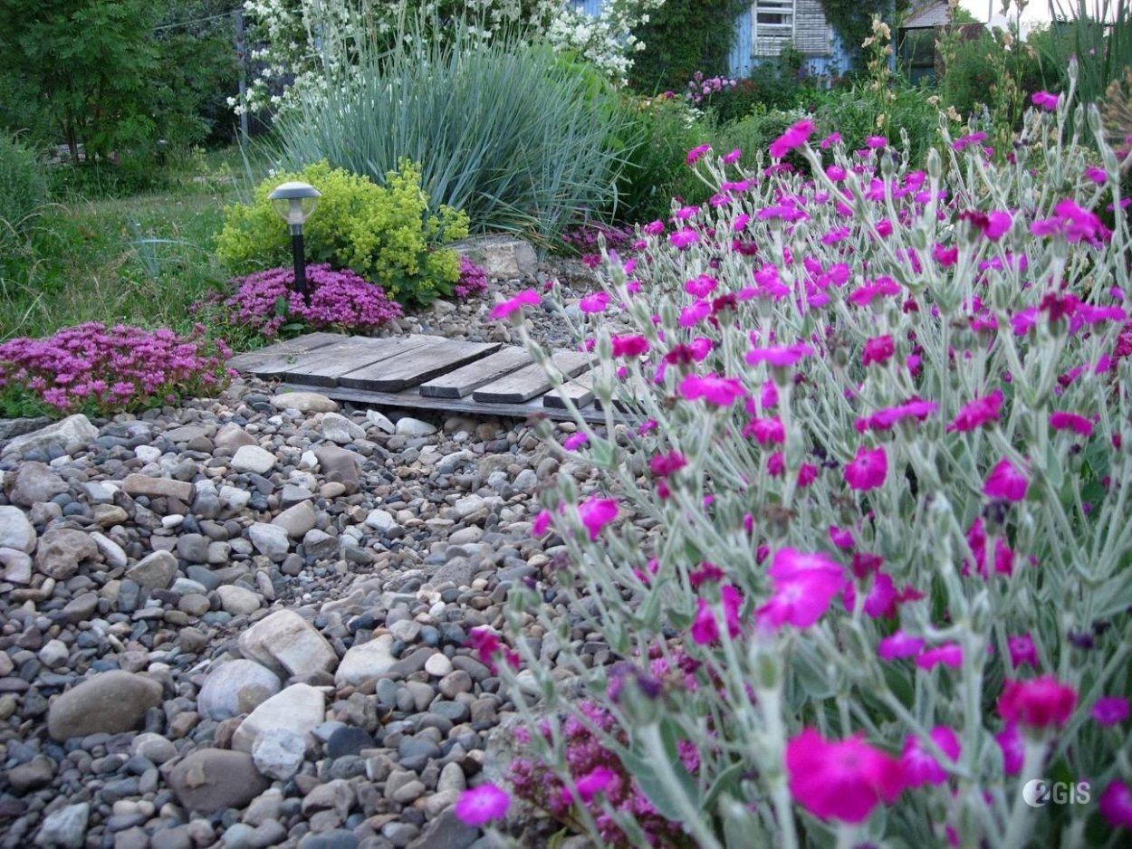 Гвоздика в ландшафте сада