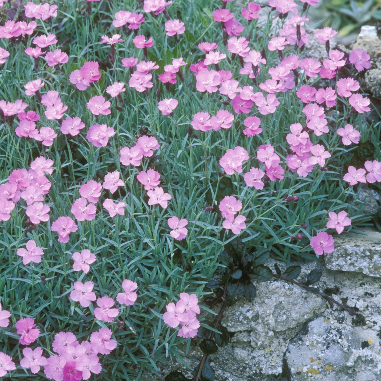 Гвоздика серовато-голубая Albus