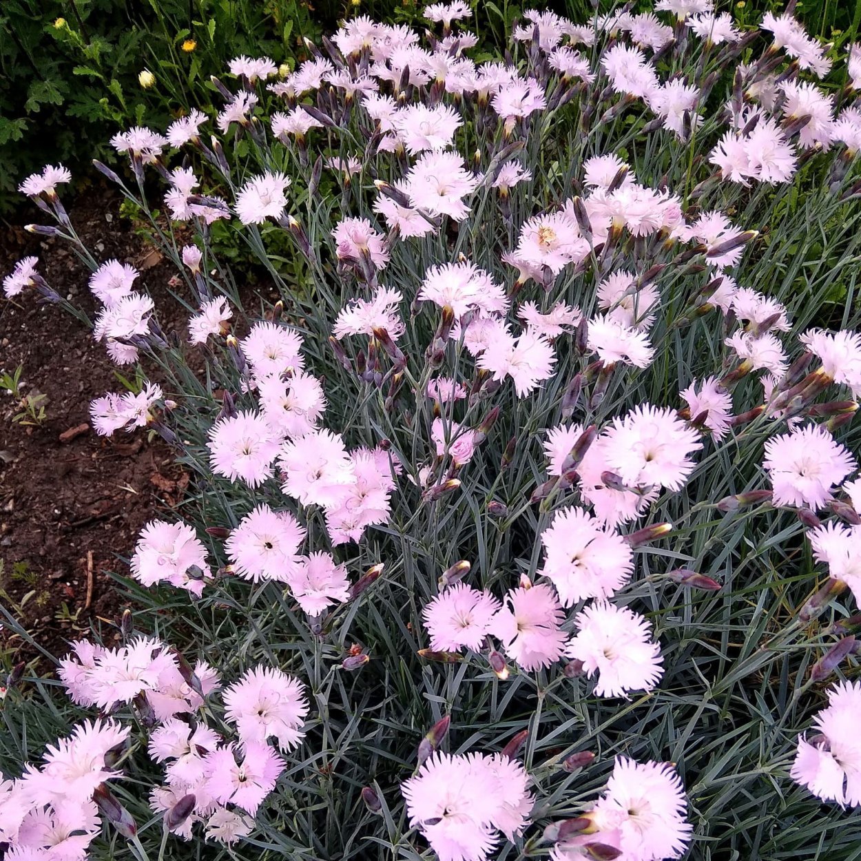 Гвоздика перистая Садовая