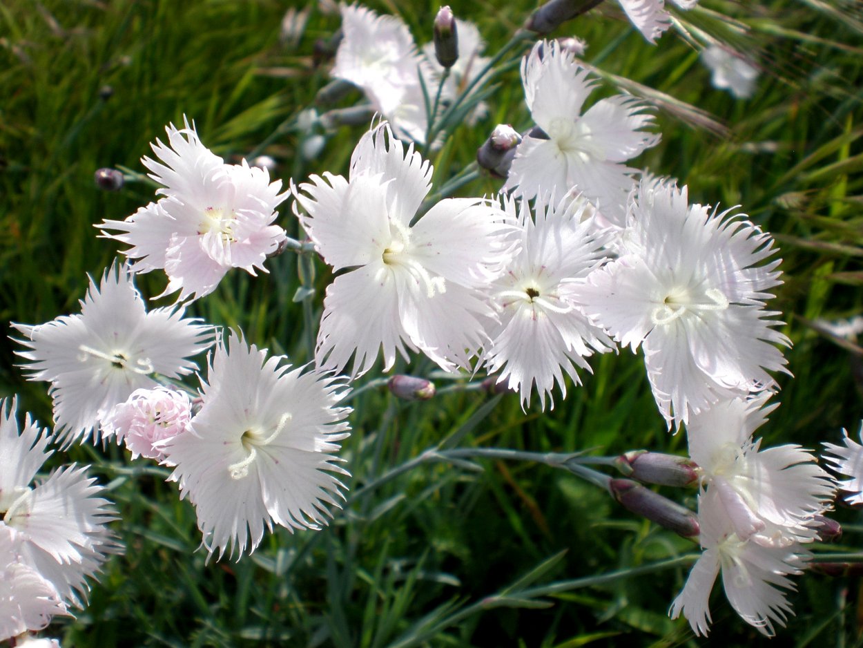 Гвоздика серовато-голубая (Dianthus gratianopolitanus