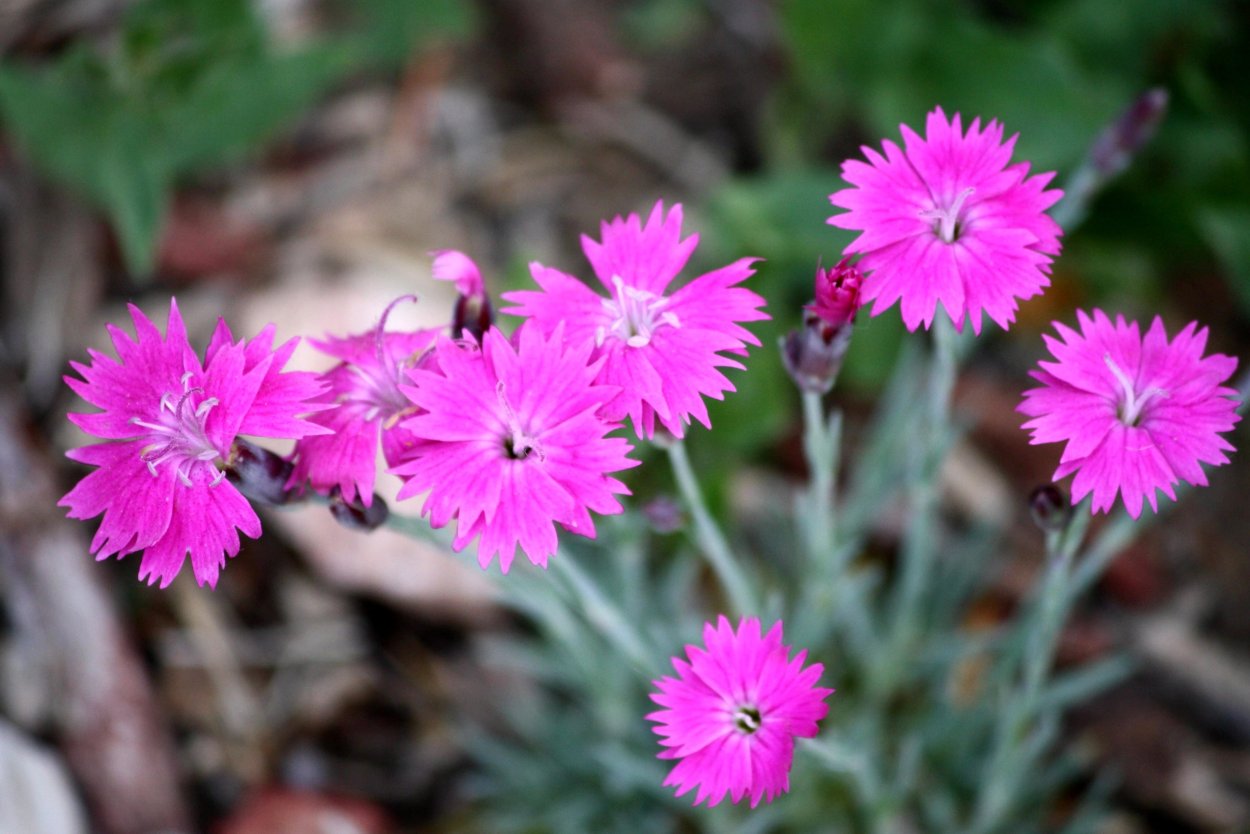 Гвоздика сосноволистная (Dianthus pinifolius)