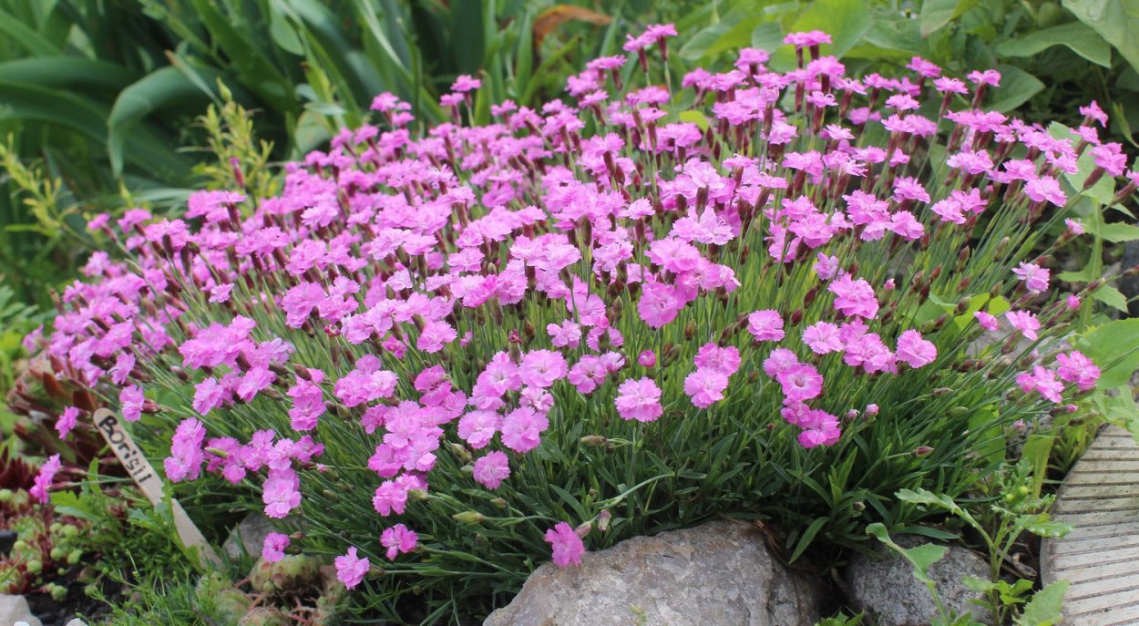 Гвоздика травянка Альпийская