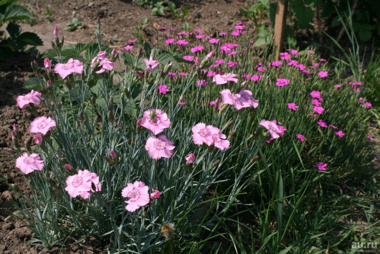 Гвоздика травянка бриллиант