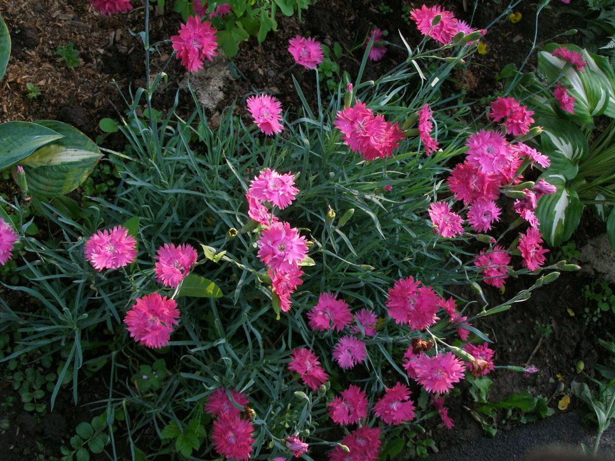 Гвоздика Альпийская Криспа