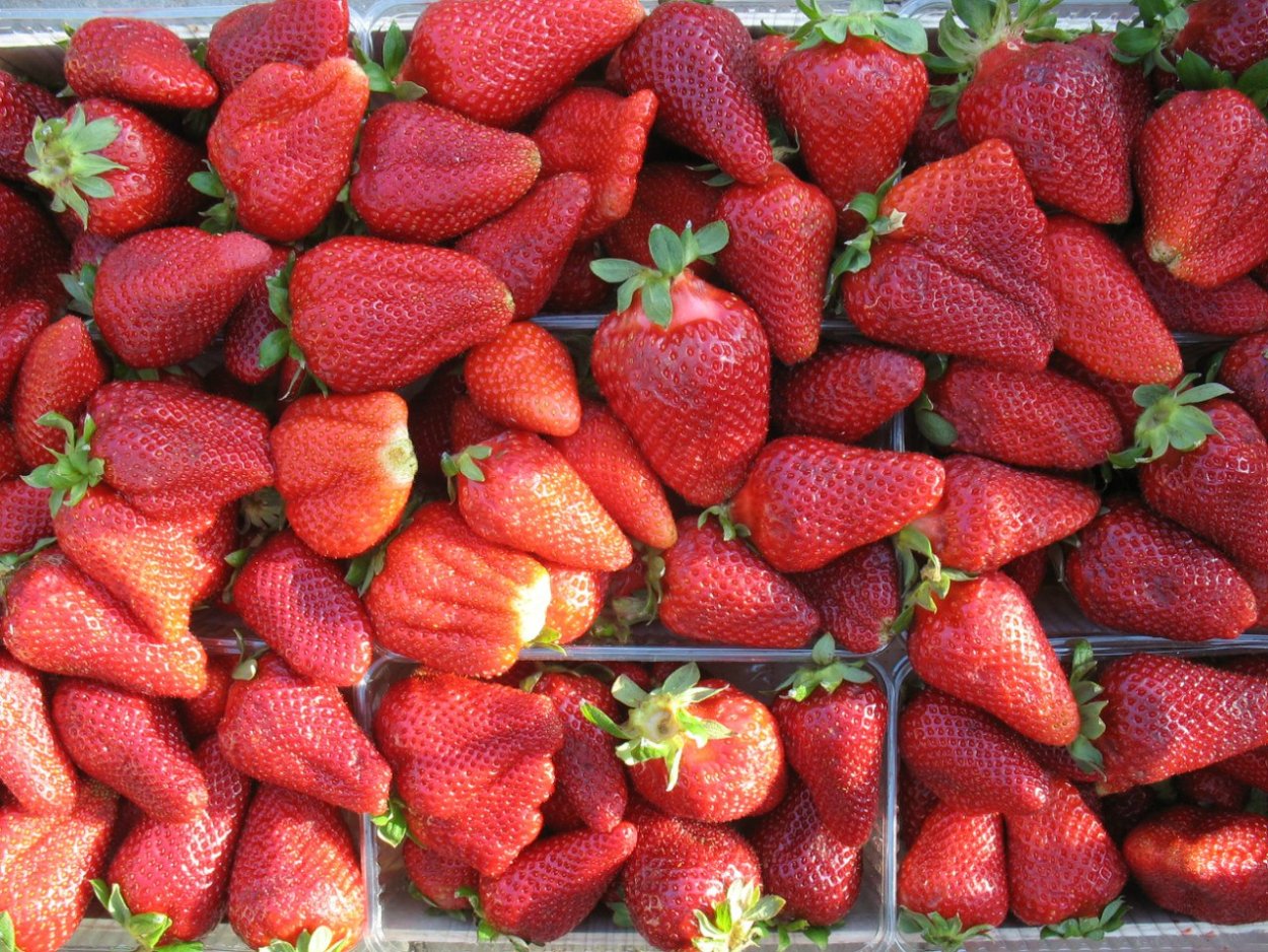 Старкрафт 2 Зерги арт