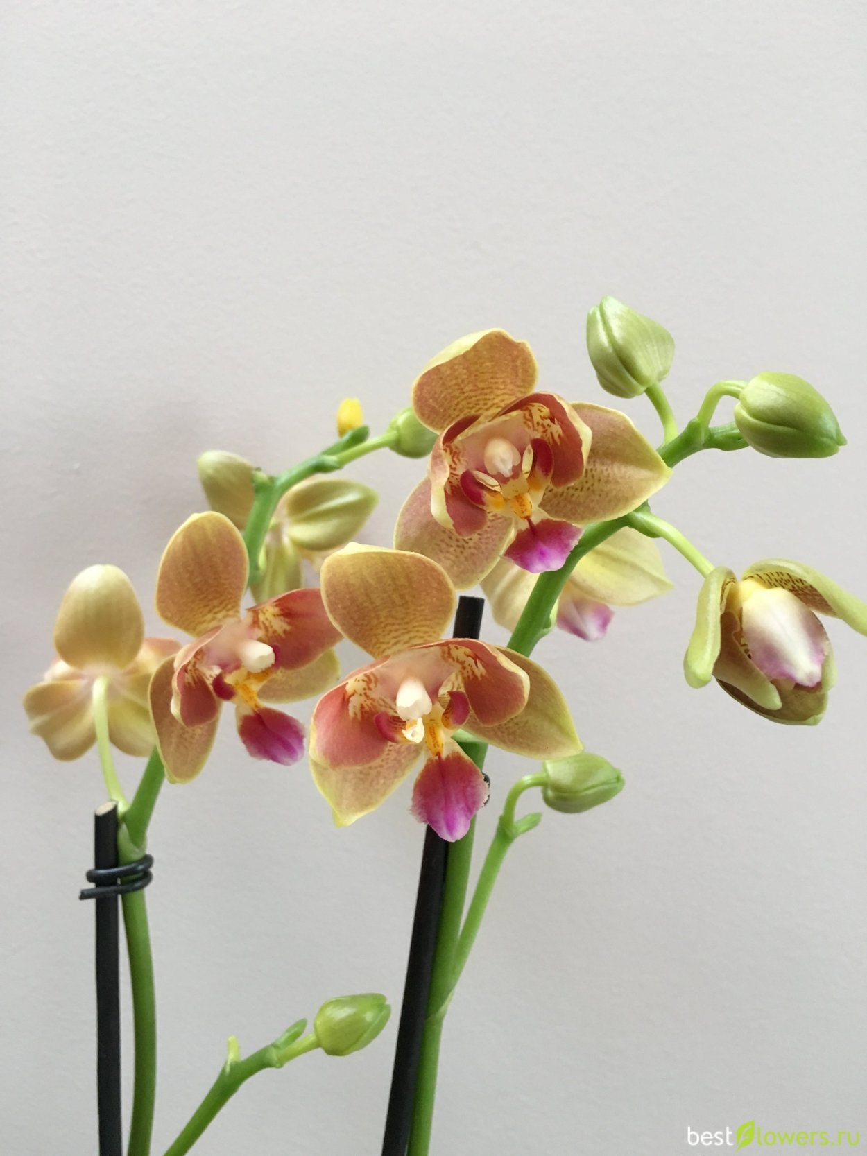 Орхидея фаленопсис Брион