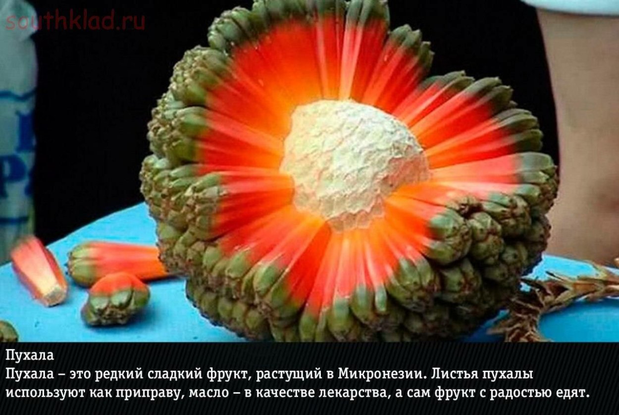 Шарафуга (гибрид)