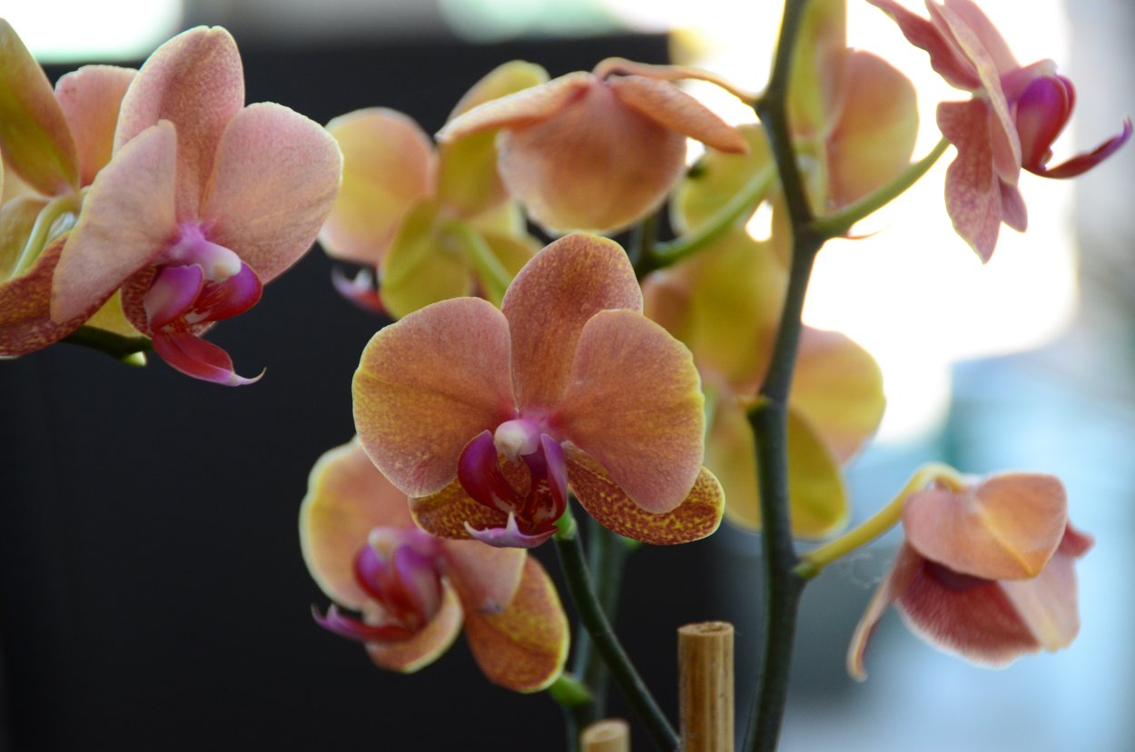 Фаленопсис Andorra