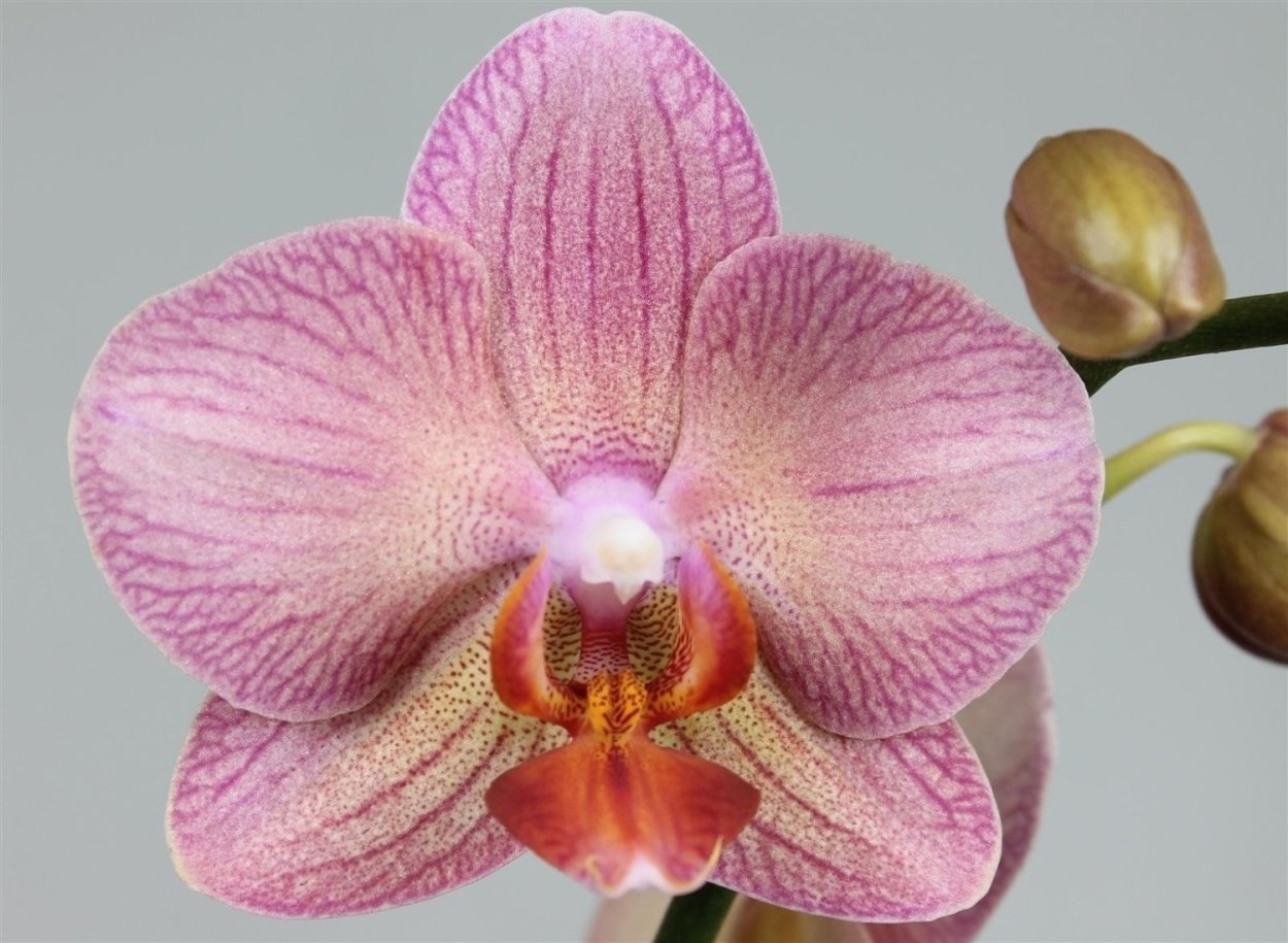 Фаленопсис Леердам