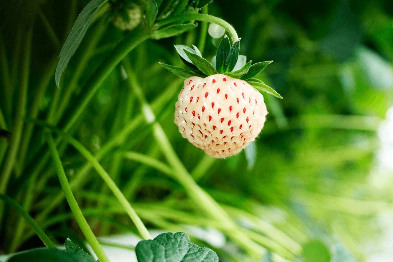 Животные скрещенные с овощами