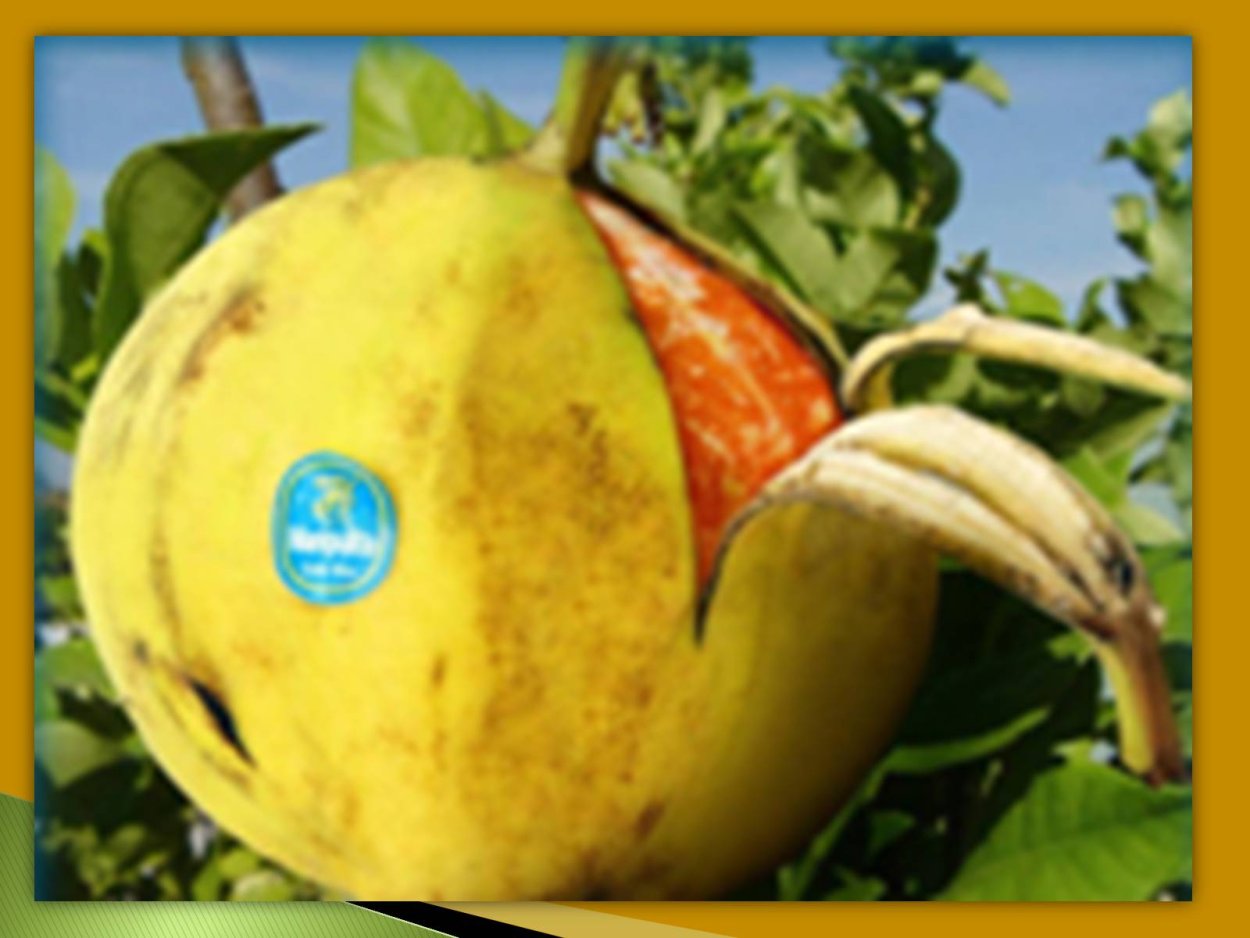 Плодовые гибриды