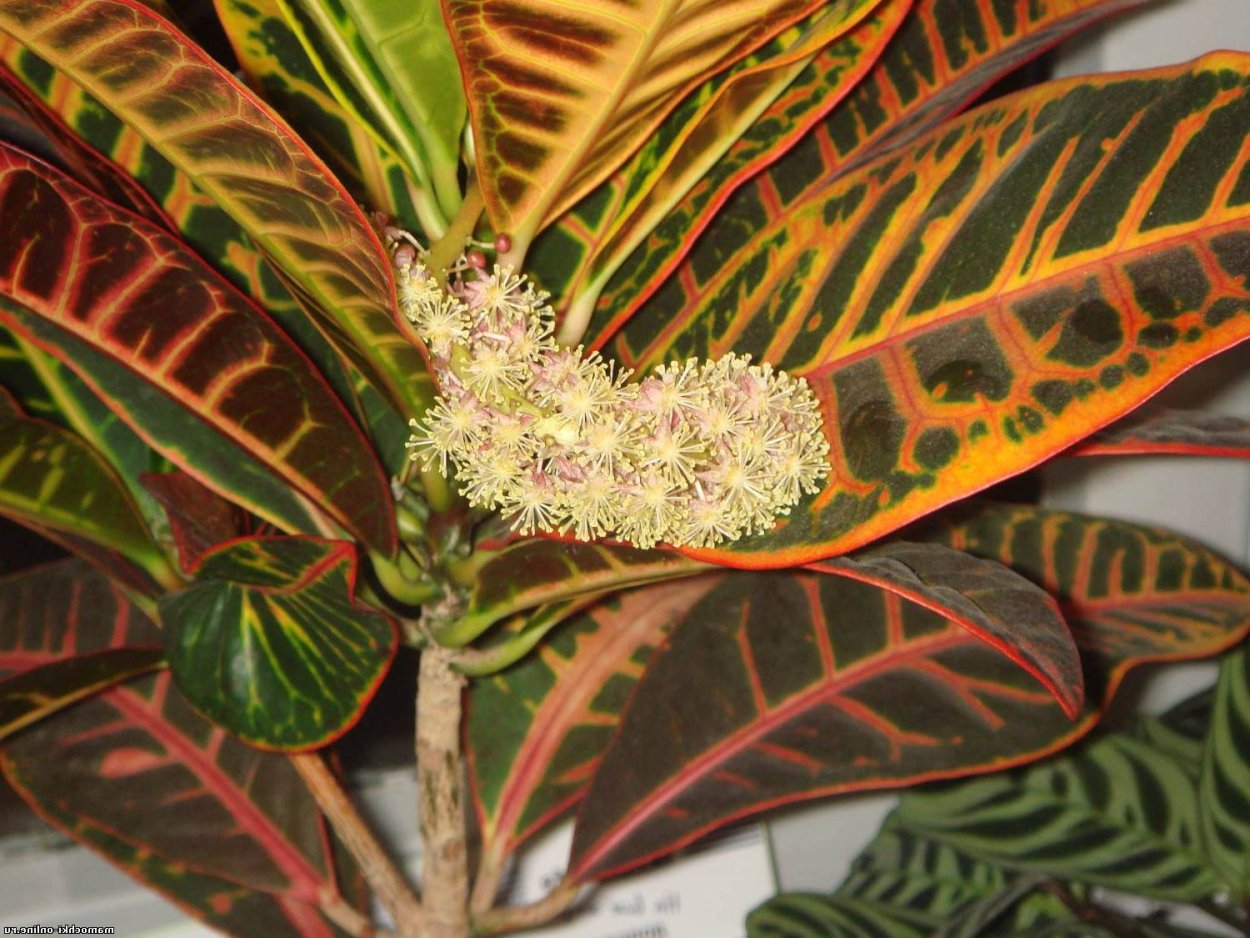 Кротон Кодиеум Экселент