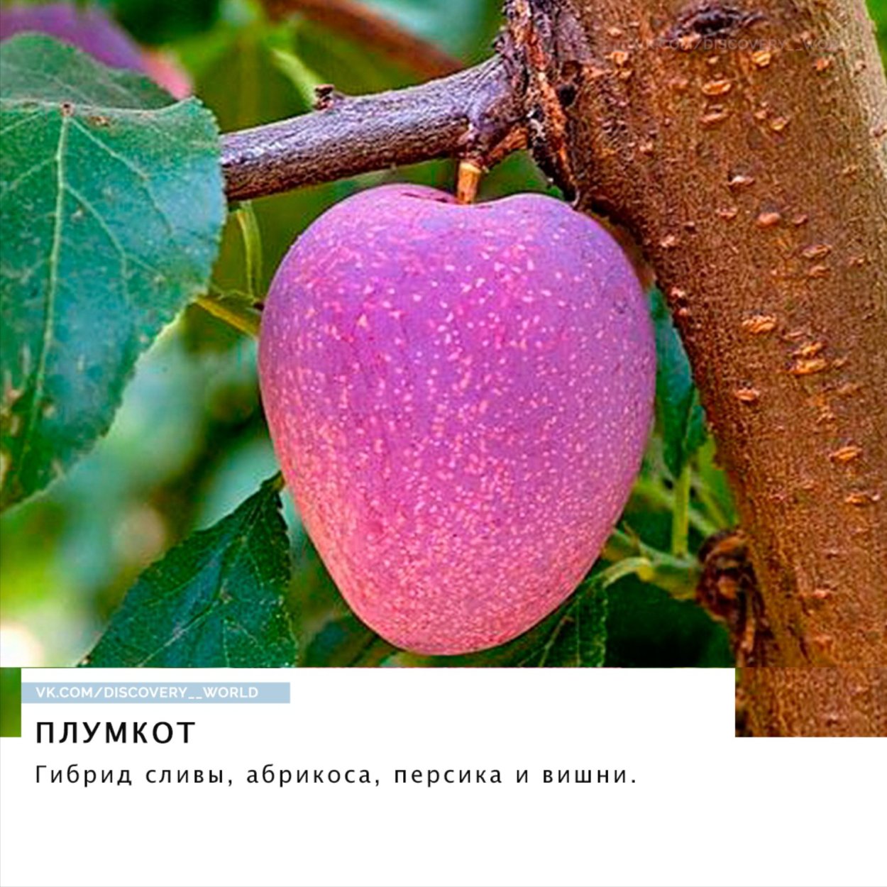 Слива плумкот Триумф