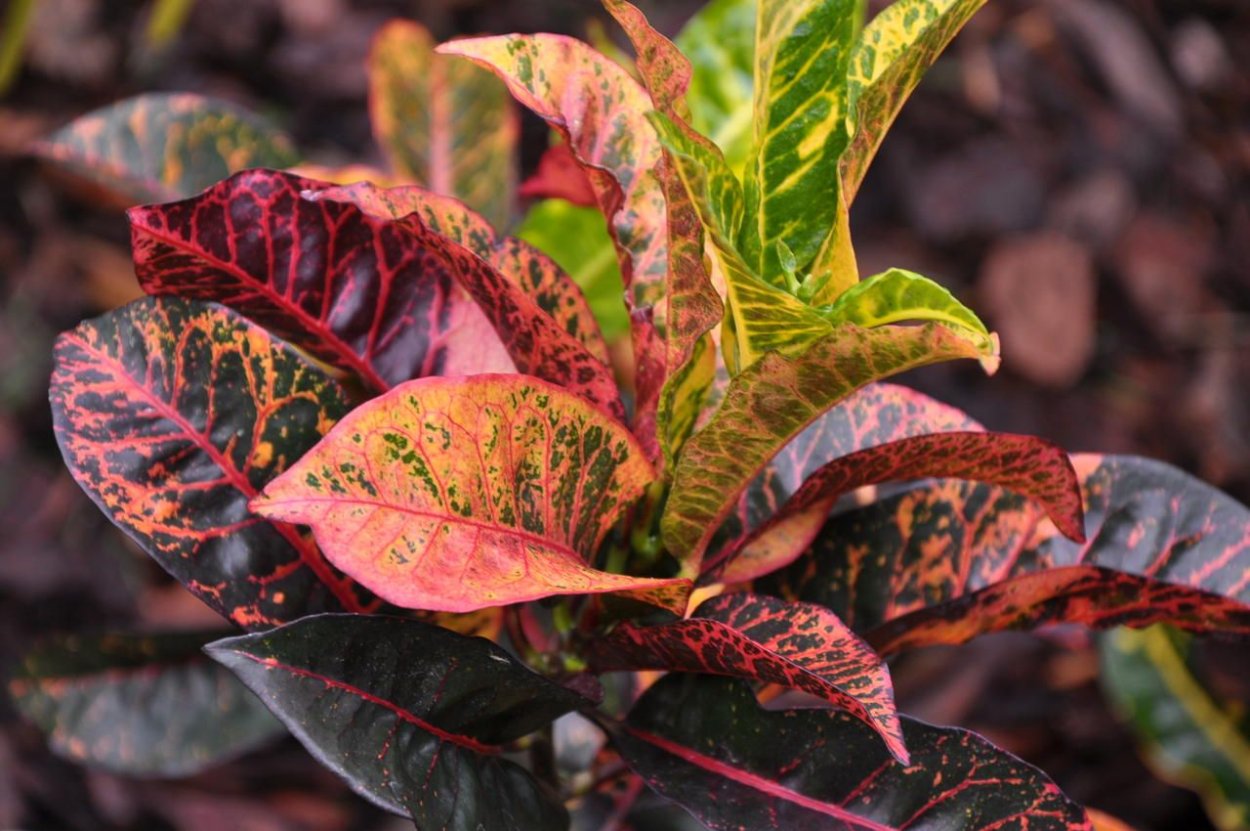 Кодиеум Варигатум Мамми