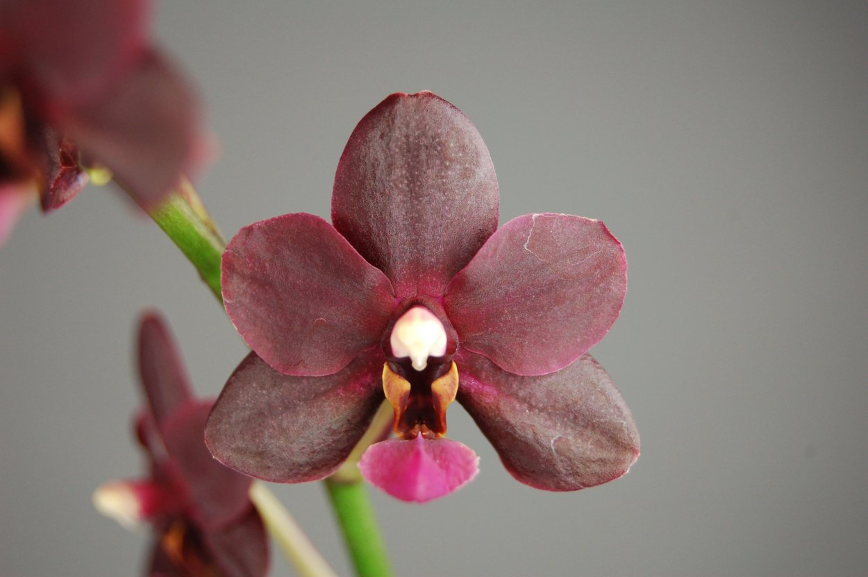 Phal. Black Pearl