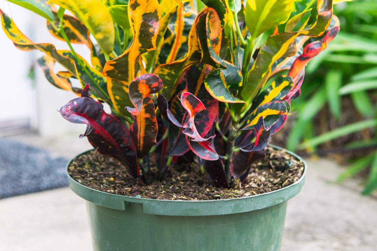 Кротон Кодиеум Экселент