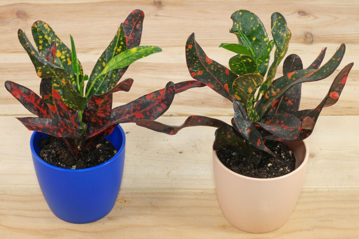 Кодиеум Экселент