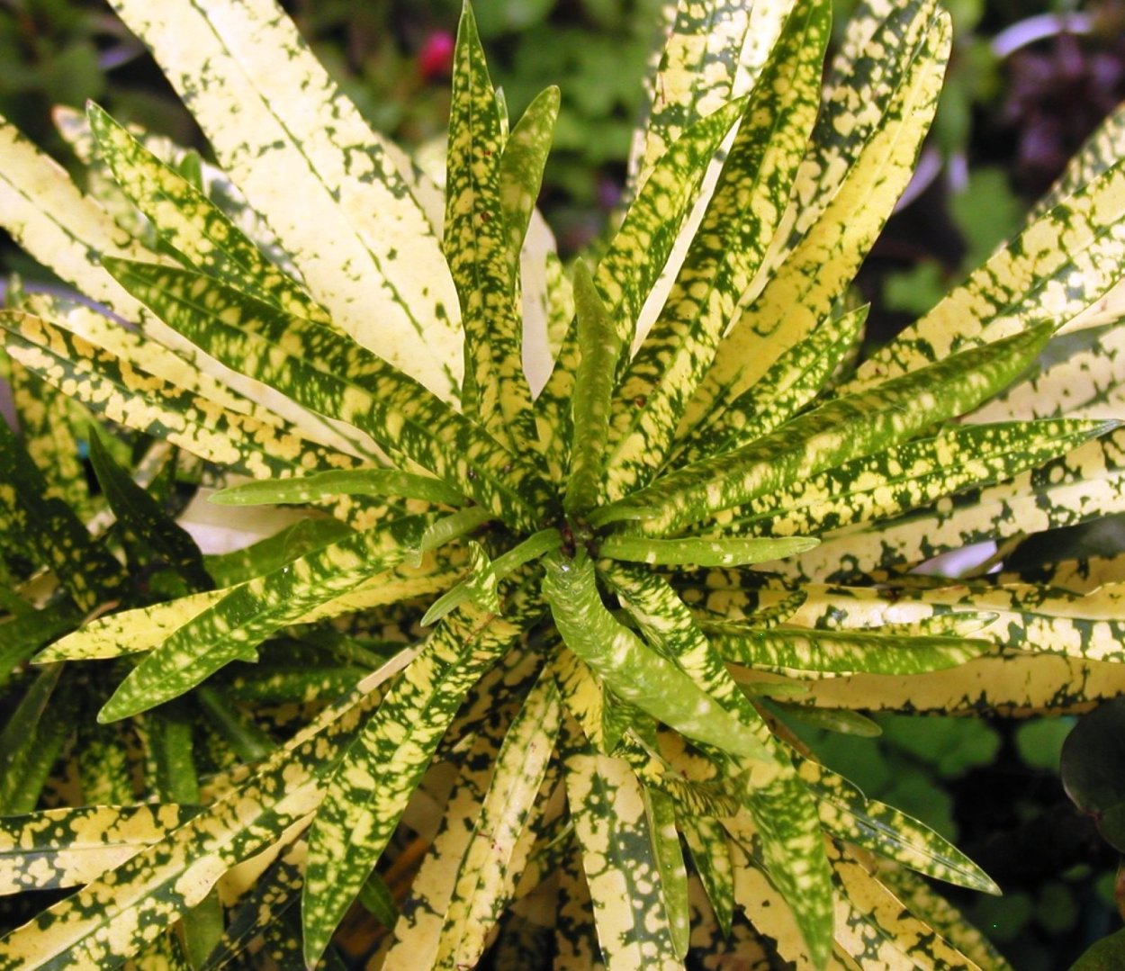 Кодиеум Аукубафолия