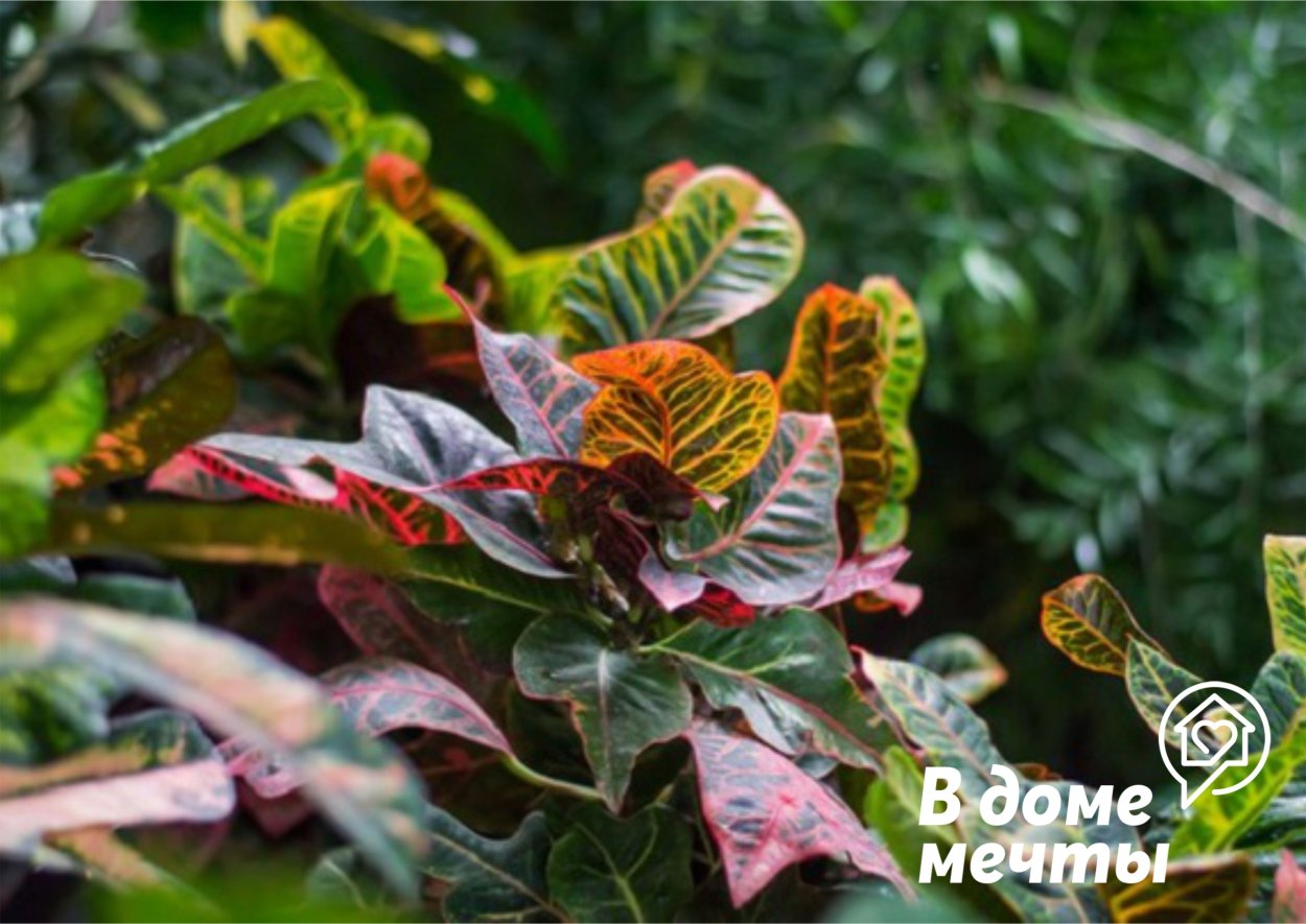 Кодиеум пестрый Экселент