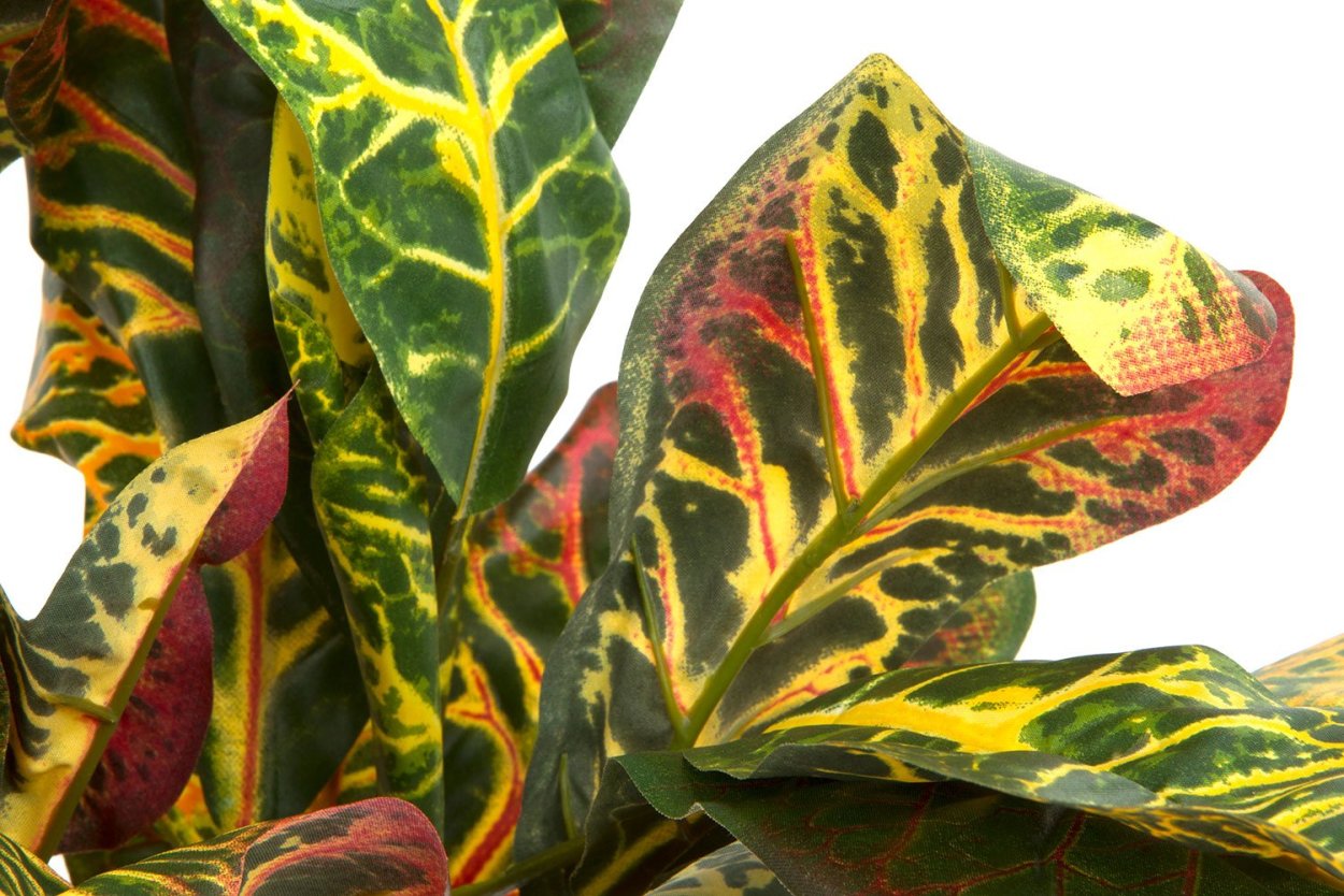 Кротон Ирен