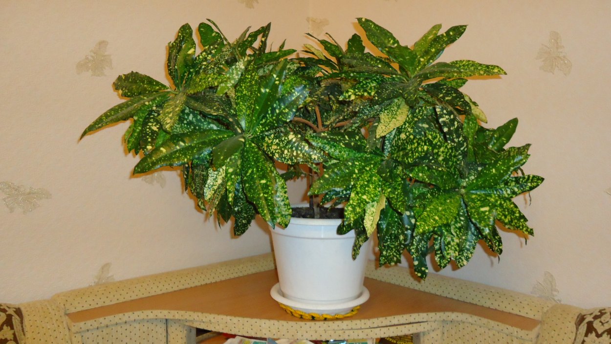 Codiaeum variegatum Кодиеум пестрый